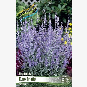 Перовския Блю Спайр