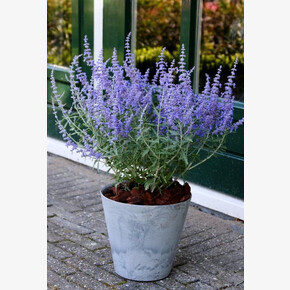 Перовския Лейси Блю P9