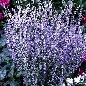 Перовския Литл Спайр P9