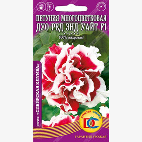 Петуния Дуо Роуз Энд Вайт/ Сотка