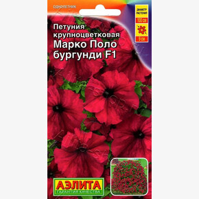 Петуния Марко Поло бургунди/ Аэлита