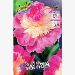 ПИОН ГАЙ ПЭРИ