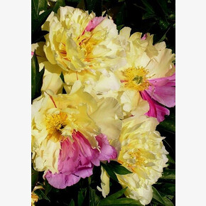 ПИОН ИТО-гибрид ЛЕМОН ДРИМ