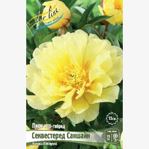 ПИОН ИТО-гибрид СЕКВЕСТЕРЕД САНШАЙН