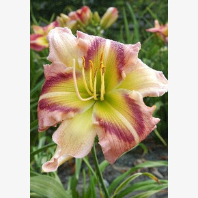 ПИОН ИТО-гибрид ЭМИ ДЖО