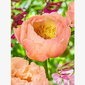 ПИОН КИНГЗ ДЭЙ