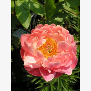 ПИОН КОРАЛ ЭНД ГОЛД