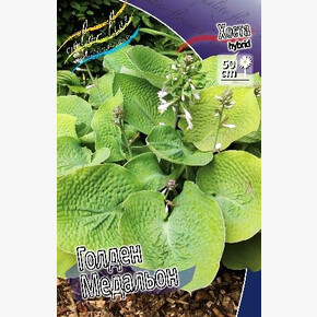 ПИОН ЛА ДОННА