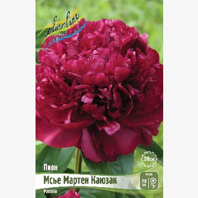 ПИОН МСЬЕ МАРТЕН КАЮЗАК