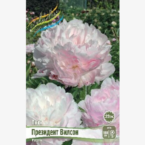ПИОН ПРЕЗИДЕНТ ВИЛСОН