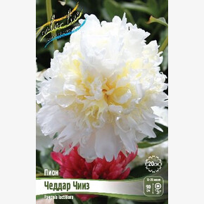 ПИОН ЧЕДДАР ЧИИЗ