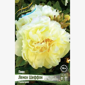 ПИОН COLLECTIONER ЛЕМОН ШИФФОН