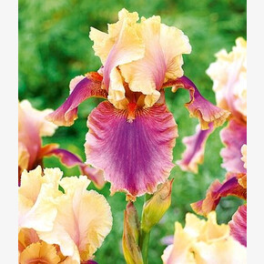 ПИОН COLLECTIONER САННИ ГЕРЛ