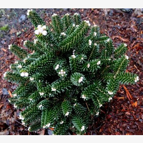 Пихта Альпин Стар C1.5