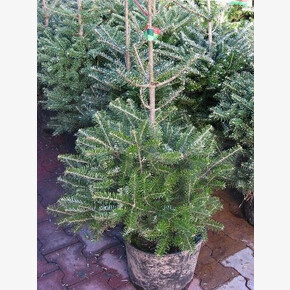 Пихта видовая норма P9