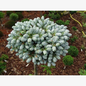 Пихта Когоутс Айсбрекер C7,5 20-25cm