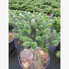 Пихта Тайга C1.5