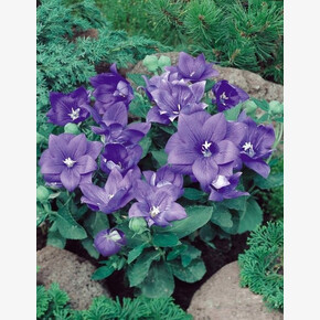 ПЛАТИКОДОН АСТРА БЛЮ