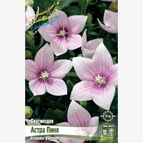 ПЛАТИКОДОН АСТРА ПИНК