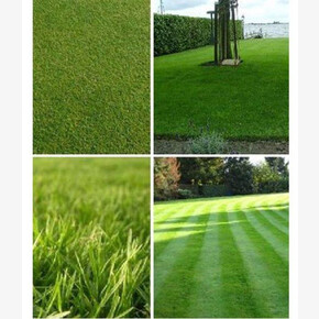 Полевица побегоносная 100 гр