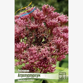 ПОСКОННИК АТРОПУРПУРЕУМ