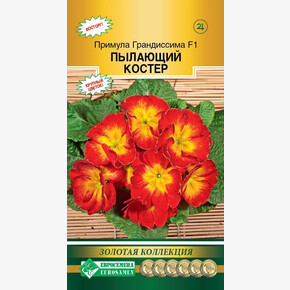 Примула ГРАНДИССИМА Пылающий Костер (3 шт)/ Евросемена