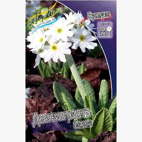 ПРИМУЛА ДЕНТИКУЛЯТА БЕЛЫЙ