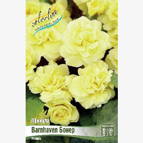 ПРИМУЛА BARNHAVEN БОНЕР