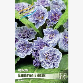 ПРИМУЛА BARNHAVEN ВИНТАЖ