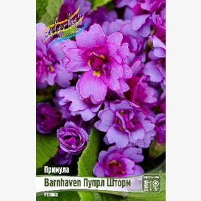Примула Barnhaven Пурпл Шторм