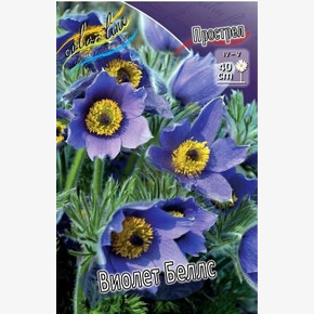 ПРОСТРЕЛ ВИОЛЕТ БЕЛЛЗ