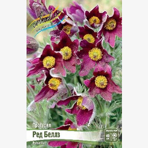 Прострел Ред Беллз (красный)