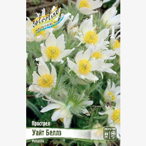 Прострел Уайт Беллз (белый),