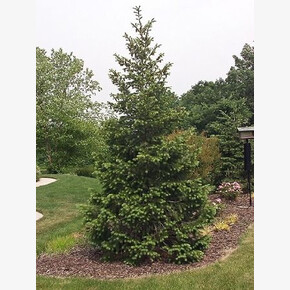 Псевдотсуга Мензиса видовая норма P9