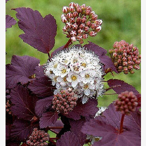 Пузыреплодник Андре C1.5