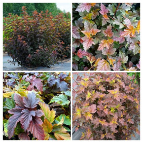 пузыреплодник ЖДЕХОВИЦЕ кассета/черенок/шт