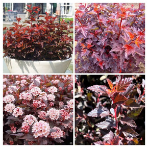 пузыреплодник ЛИТТЛ ДЖОКЕР кассета/черенок/шт