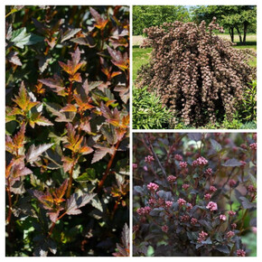 пузыреплодник ЛИТТЛ ДЭВИЛ кассета/черенок/шт