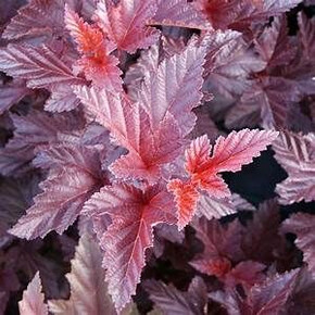 Пузыреплодник Шух P9