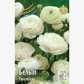 РАНУНКУЛЮС БЕЛЫЙ