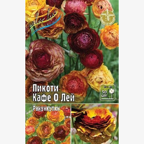 РАНУНКУЛЮС ПИКОТИ КАФЕ О ЛЕЙ