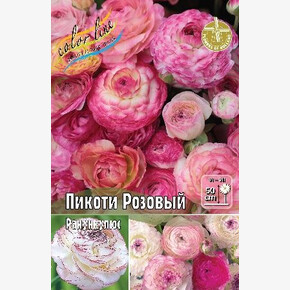 РАНУНКУЛЮС ПИКОТИ РОЗОВЫЙ