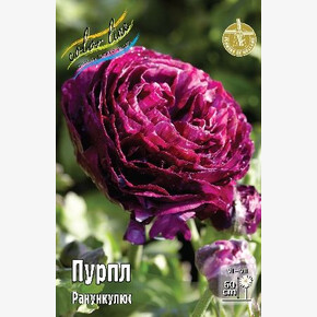 РАНУНКУЛЮС ПУРПЛ