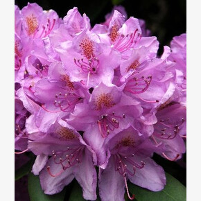 Рододендрон Грандифлорум P13