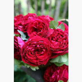 Роза 4-Х Ветров ЧГ