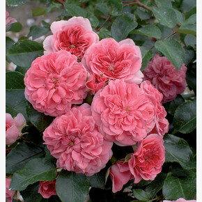 Роза 4сезона Ле Кватр СезонПОЧВ