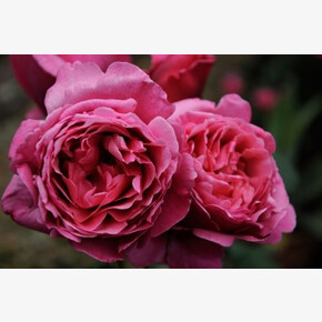 Роза А.П.ЧЕХОВ ЧГ осень