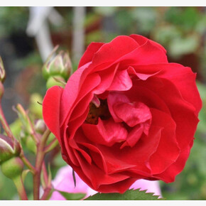 Роза Аделаида Худлесс Канадка ФЛ