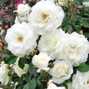 Роза Айсберг ПЛЕТ