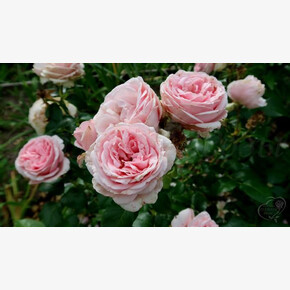 Роза Айсфогель ЧГ